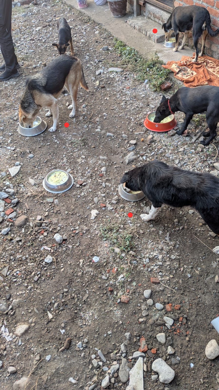 Lily, Moon and Tipsy