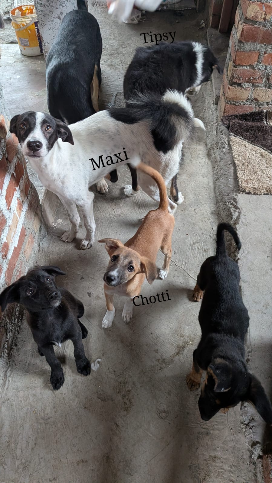 Maxi, Tipsy and Chotti